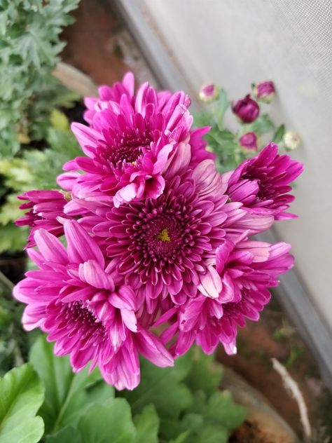 Hybrid Chrysanthemum flowers Chrysanthemum Flower Aesthetic, Chocolate Pictures, Mehndi Designs Bridal Hands, Chrysanthemum Flower, Flower Plant, Terrace Garden, Photography Nature, Chrysanthemum, Beautiful Photography