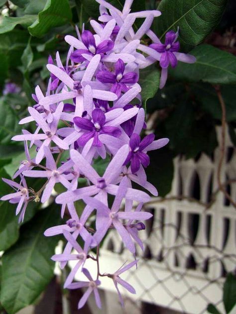 Purple jasmine          ❤lf Philippine Trees, Purple Jasmine, Plumeria Pudica, Petrea Volubilis, Purple Storm, Purple Flowers Garden, Orchid Tree, Flame Tree, Tropical Nursery