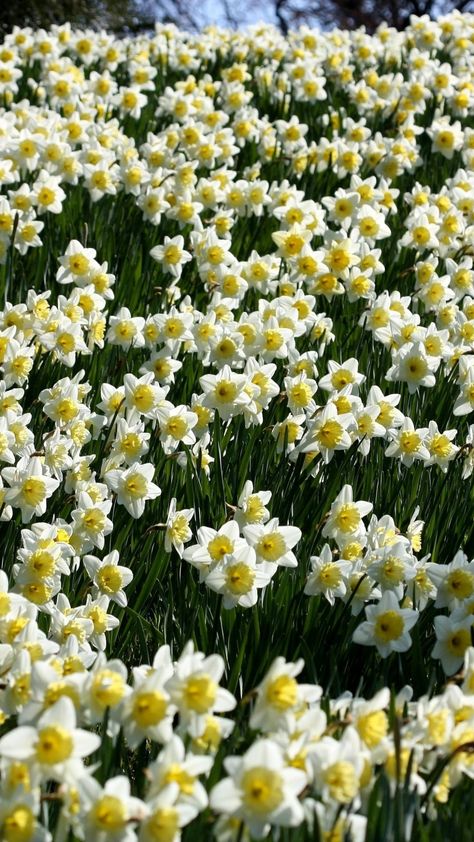 1080x1920 Wallpaper daffodils, meadow, spring Pretty Daffodils, Flowers Daffodils, Daffodils Flowers, Flowers Meadow, Narcissus Flower, Daffodil Flower, Spring Wallpaper, Beautiful Flowers Wallpapers, Phone Wallpaper Images