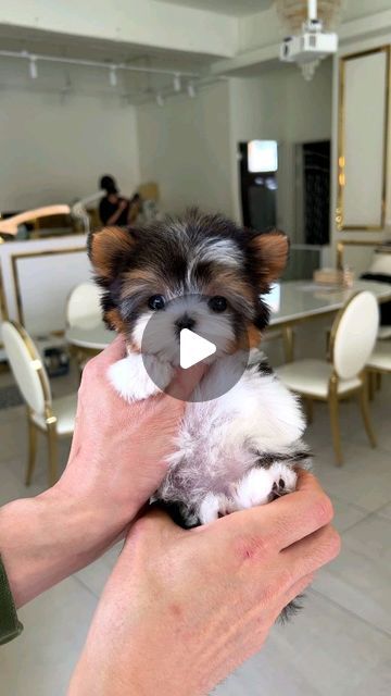 ROLLY TEACUP PUPPIES KOREA 🇰🇷 INC. on Instagram: "AARON💕 #Biewerterrier #biewerterrierpuppy" Teacup Poodle Puppies, Biewer Terrier, Teacup Chihuahua Puppies, Cute Teacup Puppies, Pet Adoption Center, Tea Cup Poodle, Maltipoo Puppy, Teacup Chihuahua, Adoption Center