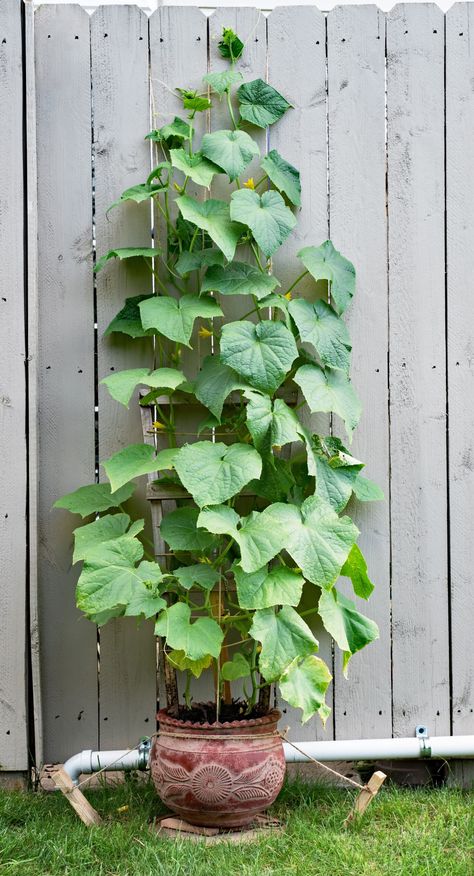 Planting Cucumbers In Pots, Raised Bed Diy, Trellis Raised Bed, Salads Cucumber, Cucumbers In Pots, Cucumbers Salad, Cucumber Trellis Diy, Cucumber Salads, Grow Cucumbers