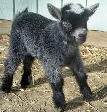 Baby Goats Pygmy, Mini Goats, Black Goat, Goat Kidding, Pygmy Goat, Baby Goat, Cute Goats, Sweet Meat