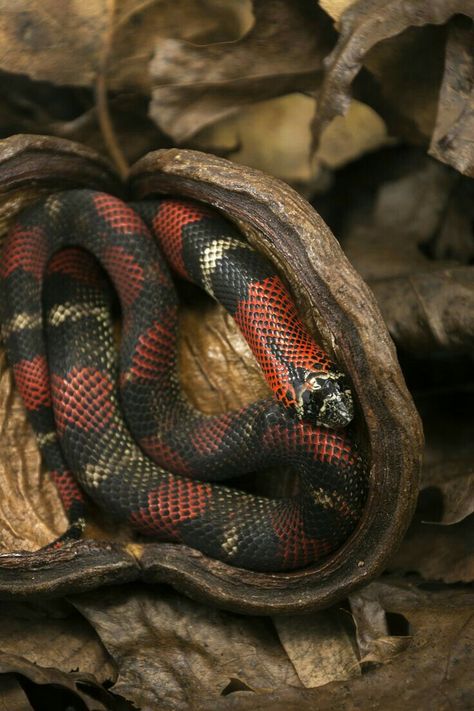 Tricolor Hognose Snake Snake Pictures, Life In The Woods, Spiders And Snakes, Hognose Snake, Corn Snake, Beautiful Animals, Exotic Pets, Amphibians, Four Legged