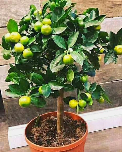 Kalamansi (Calamondin) tree & fruit Calamondin Tree, Calamansi Tree, Fruit Farm, Banana Tree, Citrus Trees, Backyard Inspo, Bonsai Garden, Fresh Fruits, Fresh Fruits And Vegetables