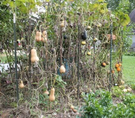 We harvested about 40 small winter squash yesterday. They were trellised using T-posts and concrete reinforcing grid. The trellis is discussed here. The advantage of trellising is space saving. These squash only took up about 60 square feet of garden space, grown in one 10 foot raised bed. The big Australian Butter Squash in the … Trellis For Squash, Butter Squash, Squash Trellis, Growing Squash, Arbors Trellis, Large Pumpkins, Winter Squash, Raised Bed, Small Gardens