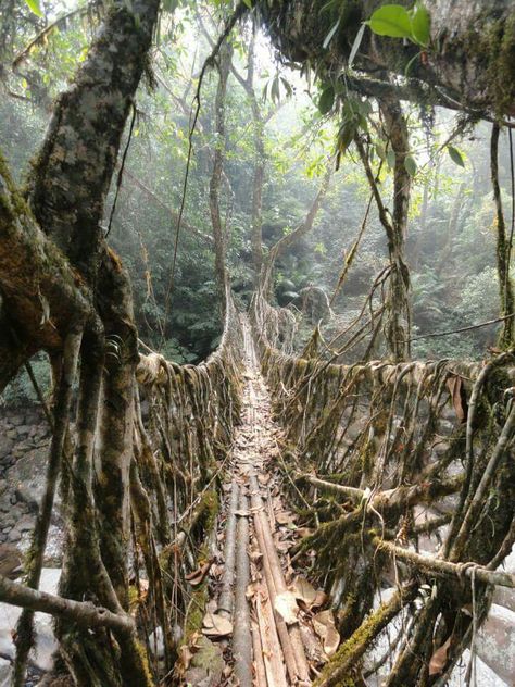 Living Root Bridges, Meghalaya, India. Mumbai to NE India #roadtrip Living Root Bridge Meghalaya, Meghalaya Video, Root Bridge Meghalaya, Living Root Bridge, Root Bridge, Green Tunnel, Board Manifestation, Shillong, Northeast India