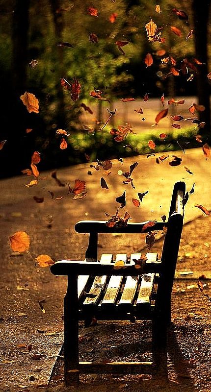 "Autumn is a second spring, when every leaf is a flower." Albert Camus Leaves Falling, Fabulous Fall, Seasons Of The Year, Live Free, Autumn Beauty, Fall Pictures, Fall Favorites, A Park, A Quote