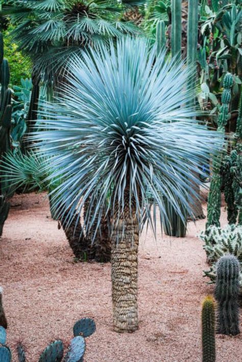 Yucca rostrata (Beaked Yucca)  10 seeds.  Highly architectural blue leaved Yucca hardy down to -10C. Mesquite Tree, Yucca Rostrata, Jungle Music, Seaside Garden, Gravel Garden, Sandy Soil, Flower Spike, Hardy Perennials, Cactus Garden