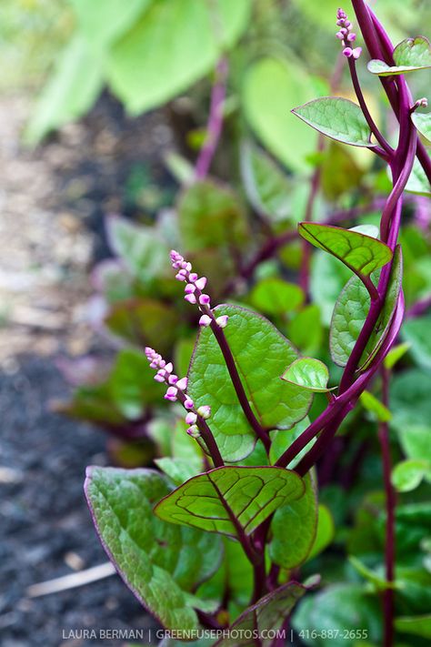 Malabar spinach (Basella rubra) Tumblr Design, Red Spinach, Malabar Spinach, Spinach Seeds, Luxury Garden Furniture, Ancient Chinese Architecture, Above Ground Pool Decks, Luxury Garden, Rare Flowers