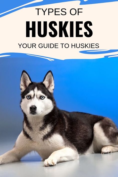 American Husky, Utonagan Dog, Huskies Puppies, Siberian Husky Funny, Northern Inuit Dog, Batman Dog, Husky With Blue Eyes, Miniature Husky, Dog Infographic