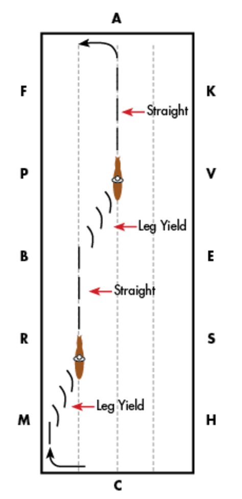 Dressage Exercises Training, Horse Jumping Exercises, Riding Ideas, Dressage Exercises, George Morris, Trail Riding Horses, Horse Training Exercises, Horseback Riding Tips, Horse Lessons