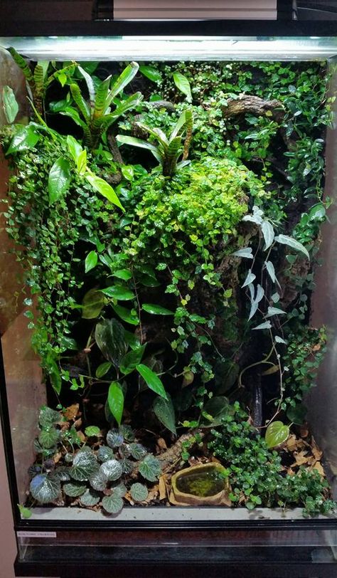 Dart Frog Terrarium, Tree Frog Terrarium, Cascading Plants, Dart Frog Vivarium, Bioactive Vivarium, Tropical Terrariums, Frog Terrarium, Gecko Terrarium, Whites Tree Frog