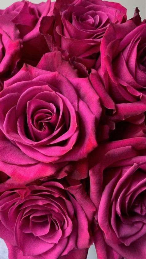 Beautiful Rose Flowers Romantic, Flowers Dp, Red Roses Wallpaper, Bulk Wedding Flowers, Diy Bouquets, Vintage Flowers Wallpaper, Rose Flower Wallpaper, Hot Pink Roses, Beautiful Flowers Photography