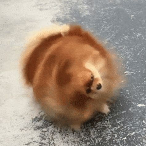 Dog Shaking GIF - Dog Shaking Shake - Discover & Share GIFs Shaker Stim Gif, Dog Shaking Head Ears, Shaking Dog, Shaking Gif, Shaking My Head Meme, Dog Running Gif, Puppies Gif, Dog Shaking, Hair Movement