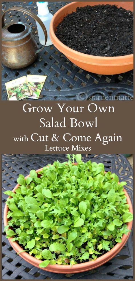 Growing Lettuce, Salad Greens, Indoor Vegetable Gardening, Garden Veggies, Garden Help, Green Bowl, Grow Your Own Food, Growing Herbs, Veggie Garden