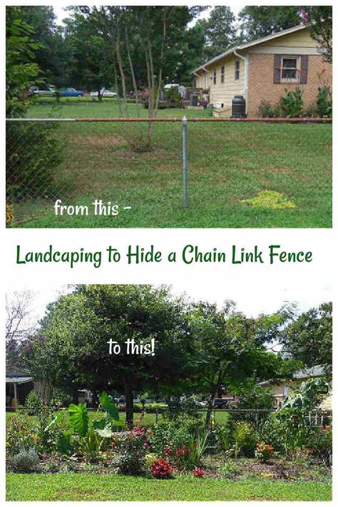 Backyard Landscaping Ideas Along Chain Link Fence, Garden Along Chain Link Fence, Chain Length Fence Ideas, Ideas To Hide Chain Link Fence, Backyard Landscaping Chain Link Fence, Chain Fence Landscaping, Landscape With Chain Link Fence, Landscaping With Chain Link Fence, Landscaping Around Chain Link Fence