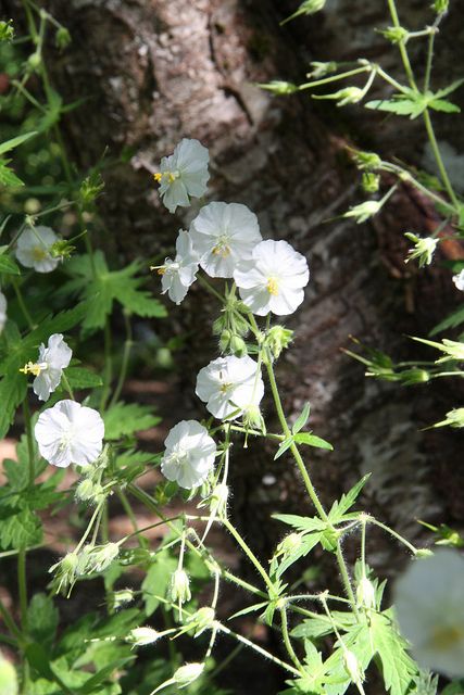 Geranium phaeum 'Album' Geranium Phaeum, Woodland Garden, Shade Plants, Shade Garden, Geraniums, Perennials, Garden Design, Festival, Plants