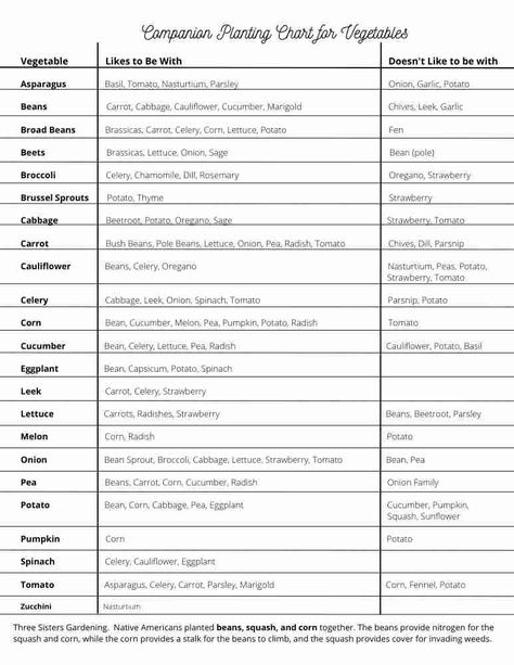 Companion Gardening Chart, Gardening Chart, Garden With Vegetables, Okra Companion Planting, Cucumber Companion Plants, Potato Companion Plants, Watermelon Leaves, Tomato Companion Plants, Okra Plant