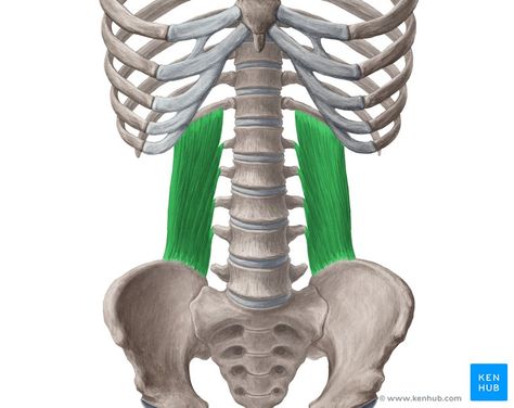 Quadratus lumborum: Origin, insertion, innervation,action | Kenhub Quadratus Lumborum, Skeleton Muscles, Hip Anatomy, Anatomy Medical, Ipad Notes, Pelvic Bone, Human Body Organs, Van Niekerk, Pelvic Tilt