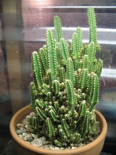 Cactus Identification -The Top 10 Most Requested Cacti IDs On-line ... Fairy Castles, Cactus Identification, Types Of Cactus Plants, Fairy Castle Cactus, Kaktus Dan Sukulen, Planting Plants, Cactus House Plants, Indoor Cactus, Garden Obelisk