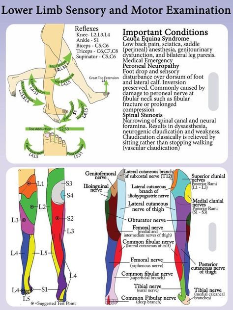 Lower Extremity Dermatomes and Myotomes Reflexes: ... Physical Therapy School, Physical Therapy Student, Bolesti Chrbta, Sensory Motor, Lower Extremity, Spine Health, Lower Limb, Muscle Anatomy, Human Anatomy And Physiology