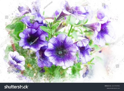 Watercolor Painting Petunia Flower Purple Petunia Stock Illustration 2237767001 | Shutterstock Petunia Watercolor Painting, Petunia Flower, Purple Petunias, Flower Purple, Petunias, Image Illustration, Watercolor Painting, Stock Illustration, Watercolor Paintings