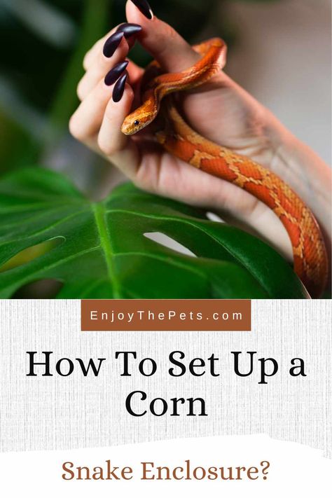 Corn Snake Enclosure, Aquarium Sump, Snake Enclosure, Milk Snake, Corn Snake, Safety Precautions, Hiding Spots, Coconut Fiber, Animal Projects