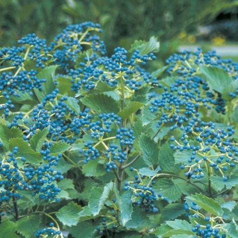 Blue Muffin Viburnum, Viburnum Dentatum, Arrowwood Viburnum, Blue Muffin, Blue Berries, Plant Catalogs, Blue Fruits, Foundation Planting, Mid Summer