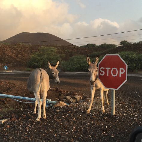 Ascension Island Donkeys Ascension Island, Donkeys, Borderlands, Crown, Quick Saves