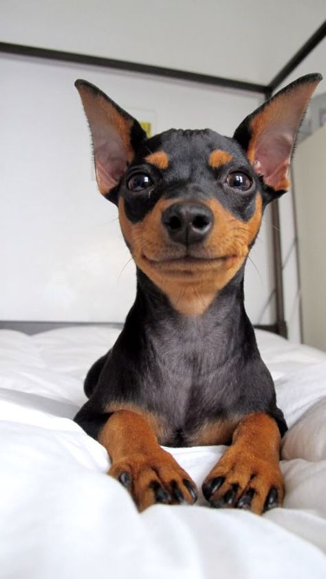 If you’re looking for a low maintenance dog take a look at our list of small dog breeds with short hair. Puppy Smiling, Miniature Pincher, Miniature Doberman, Mini Pincher, Min Pin Dogs, Miniature Pinscher Puppy, Miniature Dog Breeds, Doberman Puppies, Miniature Pinscher Dog