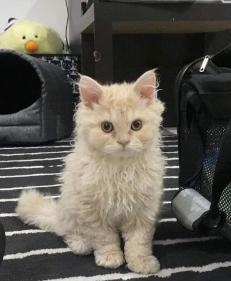 Curly Cat Aesthetic, Curly Hair Cats Kitty, Cat With Curly Hair, Curly Cats, Blond Cat, Curly Haired Cat, Curly Cat, White Blonde Hair, Blonde Cat