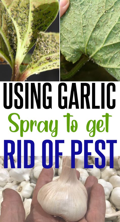 Diy Garden Bug Repellent, Garlic Spray For Garden Pest Control, Plant Pest Spray, Garden Pest Spray, Garden Bug Spray, Bug Spray For Plants, Homemade Insecticide, Pest Spray, Garlic Garden