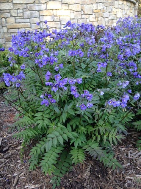 Jacob's Ladder (Polemonium caeruleum) in 2022 | Shade plants, Container gardening shade, Plants Jacobs Ladder Plant, Amur Maple, Jacobs Ladder, Shade Gardening, Jacob's Ladder, Garden Life, Purple Garden, Shade Perennials, Border Plants