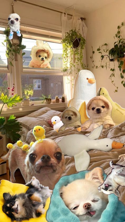 Resting with Chihuahua Duck Wallpaper, Quack Quack, I Wallpaper, Chihuahua