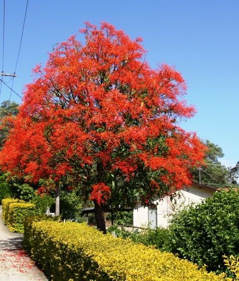 The Illawarra Flame Tree is a native of tropical Australia. It loses its leaves in the dry season and then the flowers bloom. After the flowers the leaves reappear in the wet season. Bright Red Flowers, Colour Explosion, Flame Tree, Pretty Trees, Red Blossoms, Australian Garden, Australian Native Plants, Bare Tree, Late Spring