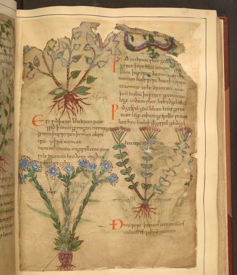 Digitally Explore a 1,000-Year-Old Illustrated Guide to Plants and Their Medical Uses History Symbol, Botanisk Illustration, Plant Journal, Plant Book, Colossal Art, Ancient Books, Book Flowers, Modern Crafts, Medieval Manuscript