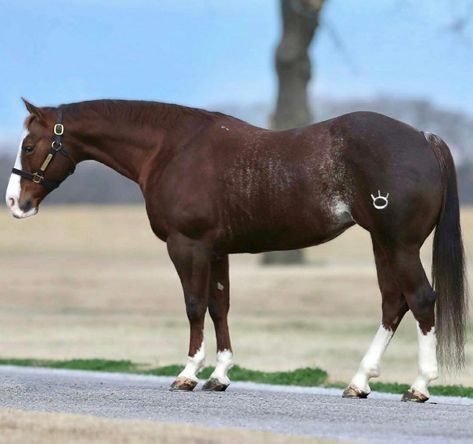 Liver chestnut rabicano Quarter mare Liver Chestnut Horse, Rabicano Horse, Chestnut Quarter Horse, Quarter Horse Mare, Horse Colours, Coat Inspiration, Chestnut Horses, Liver Chestnut, Horse Reference