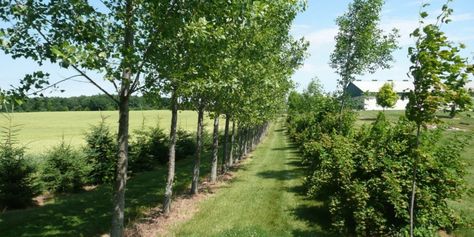 Windbreak planning & design - The Green Directory Leyland Cypress Trees, Natal Plum, Leyland Cypress, Pepper Tree, Crop Protection, Wind Break, Living Fence, Coastal Gardens, Cypress Trees