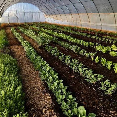 High Tunnel Gardening Layout, Greenhouse Hoop, High Tunnel Greenhouse, Build Greenhouse, Greenhouse Tips, Veggie Garden Layout, Dream Greenhouse, High Tunnel, Sustainable Homestead