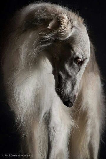 Regard Animal, Borzoi Dog, 강아지 그림, White Dog, Dog Photography, Whippet, Dog Portraits, Beautiful Dogs, 귀여운 동물