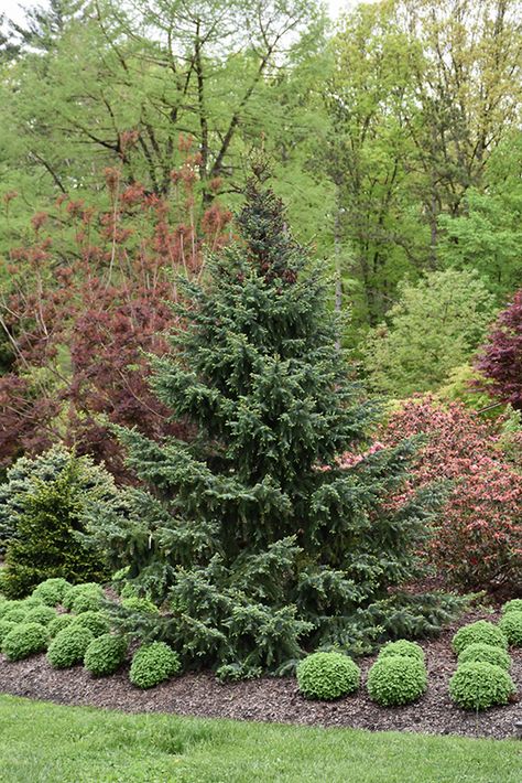 Picea Omorika, Serbian Spruce, 2023 Landscape, House Inspection, House Yard Ideas, Evergreen Landscape, Evergreen Garden, Spruce Tree, House Yard