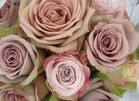 Amnesia and Faith Roses in a Wedding Bouquet Faith Rose, Amnesia Rose, Garden Rose Bouquet, Jasmine Wedding, Rose Trellis, Mauve Wedding, Rose Varieties, Roses Vintage, Flower Guide