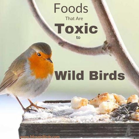 Birds love to snack on food left unattended at outdoor restaurants, patios, or picnics but some human foods can be harmful. This beneficial information suggests foods with the highest nutritional value to keep our wild feathered friends well fed and healthy. Wild Birds Backyards, Tourist Place In India, Tourist Places In India, Mosaic Birds, Wild Bird Food, Human Food, Bird Food, Outdoor Restaurant, Tourist Places