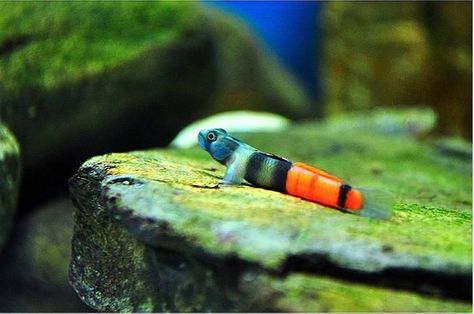 Goby Fish, Biotope Aquarium, Fish Tank Themes, Ocean Aquarium, Tropical Fish Aquarium, Tropical Fish Tanks, Fish Tropical, Tropical Freshwater Fish, Fauna Marina