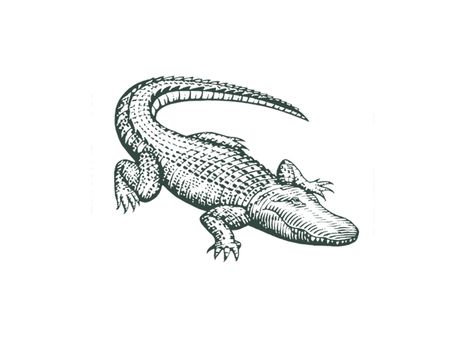 Simple Gator Tattoo, Alligator Sketch, Alligator Drawing, Flash Tattoo Sleeve, Alligator Tattoo, Crocodile Tattoo, Crocodile Illustration, Alligators Art, Steven Noble