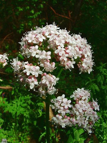 VALERIAN - BALDRIAN - VALERIANA (Valeriana officinalis) Valerian Flower, Valeriana Officinalis, Fast Growing Plants, Annual Flowers, Hardy Perennials, Valerian, Heirloom Seeds, Organic Plants, Medicinal Plants