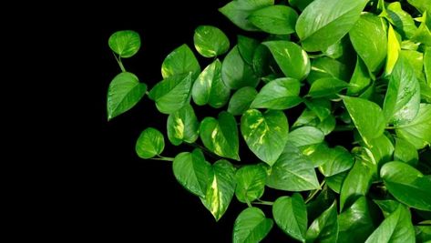 Types Of Ivy, Natural Aquarium, Climber Plants, Devils Ivy, Outside Plants, Farmers Almanac, Golden Pothos, Pothos Plant, Aquarium Filter