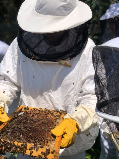 Beekeeper Of Aleppo Aesthetic, Beekeeper Aesthetic, Beekeeping Aesthetic, Sitcom Aesthetic, Winelands South Africa, Bee Apiary, Honey Harvesting, Elizabeth Acevedo, Honey Harvest