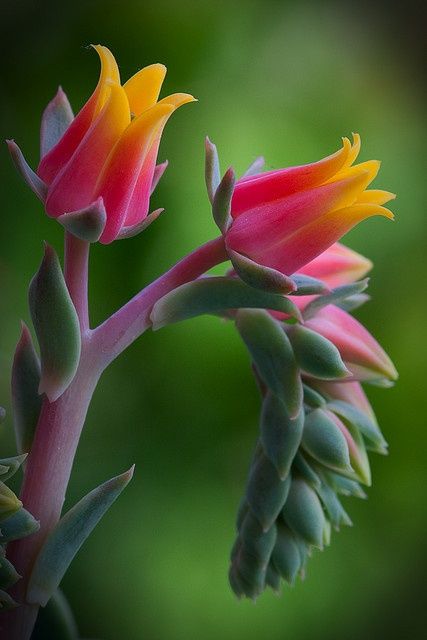 Multi Colored Flowers, Have Inspiration, Unusual Flowers, Cactus Y Suculentas, Flowers Garden, Unique Flowers, Exotic Flowers, Flower Beauty, Succulents Garden