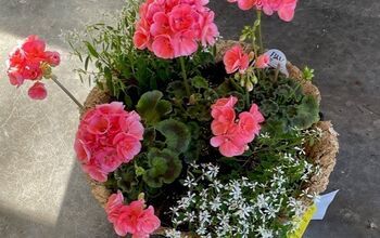 Creating a hanging basket filled with zonal geraniums accented with Diamond Frost is easier than you might think! Let me show you how!While I was back in Illinois earlier this month, I made a visit to my favorite Amish greenhouse. I couldn’t resist purchasing a few zonal geraniums & a couple of pots of Proven Winners Diamond Frost! I thought they would be perfect potted up as a hanging basket as a hostess gift for one of my childhood friends. Zonal Geraniums and a pot of petunias for… Geranium Container Ideas, Geranium Hanging Basket Ideas, Geranium Hanging Baskets, Pink Geranium Planter Ideas, Geraniums In Pots Ideas, Amish Greenhouse, Geraniums In Containers, Geranium Planters, Zonal Geraniums